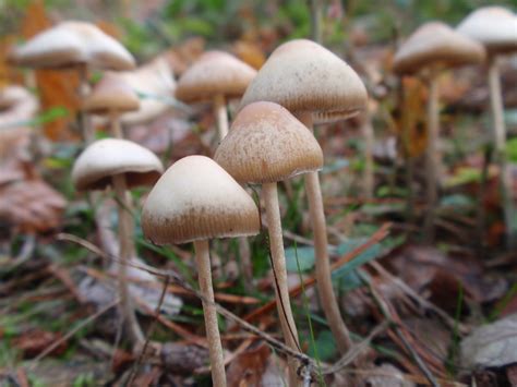 Magic Mushrooms and the Search for Spiritual Enlightenment